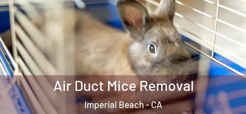  Air Duct Mice Removal Imperial Beach - CA